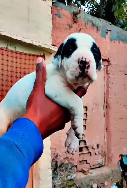 Pakistani bully pups 2