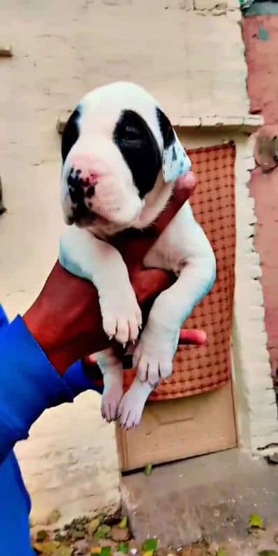 Pakistani bully pups 3