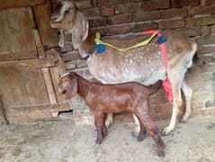 Makhi cheeni cross goat with one female kid