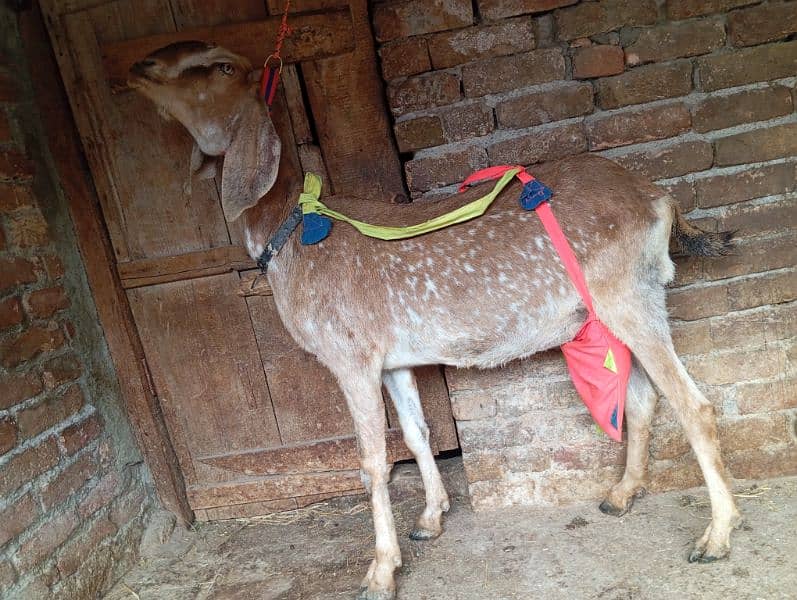 Makhi cheeni cross goat with one female kid 1