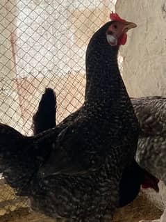 Egg laying Desi hens 5 (4 desi + 1 American rock Mix)