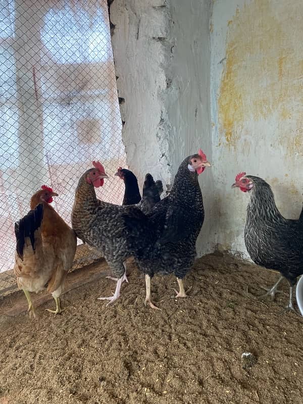 Egg laying Desi hens 5 (4 desi + 1 American rock Mix) 1