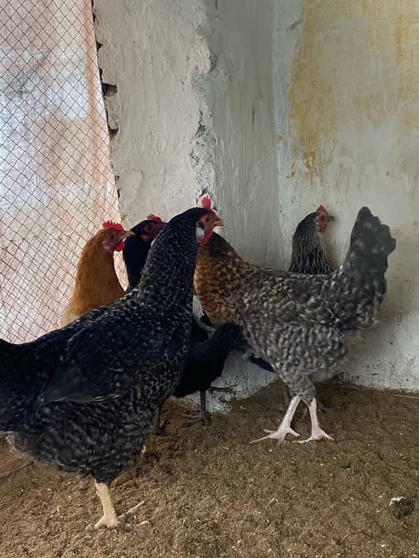 Egg laying Desi hens 5 (4 desi + 1 American rock Mix) 2