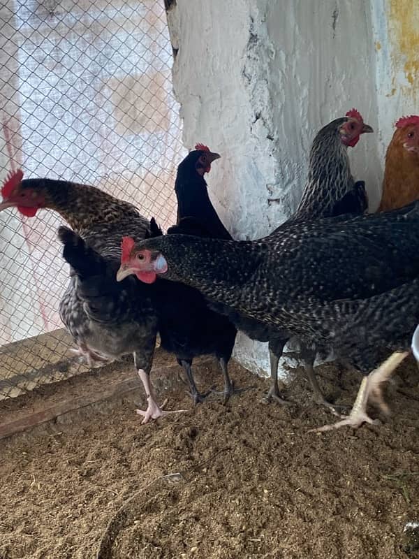 Egg laying Desi hens 5 (4 desi + 1 American rock Mix) 4