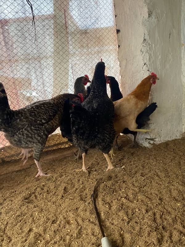 Egg laying Desi hens 5 (4 desi + 1 American rock Mix) 5