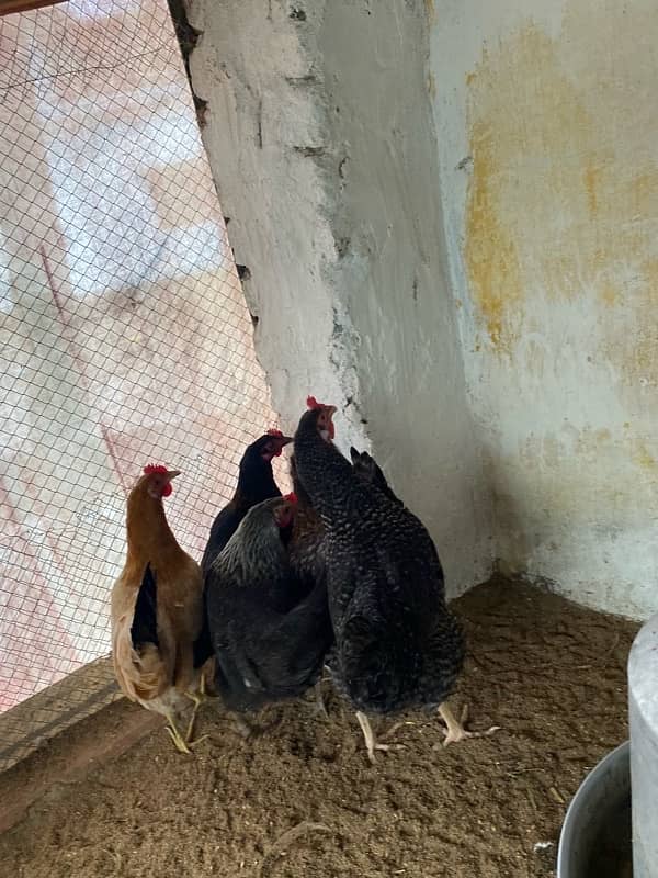 Egg laying Desi hens 5 (4 desi + 1 American rock Mix) 7