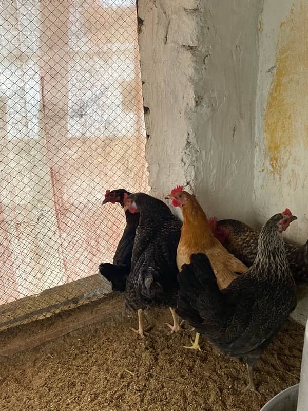 Egg laying Desi hens 5 (4 desi + 1 American rock Mix) 8