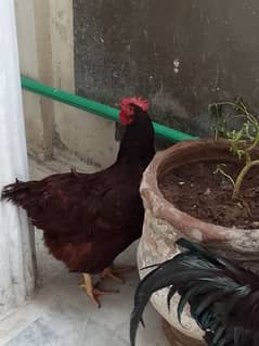 Rhode island red