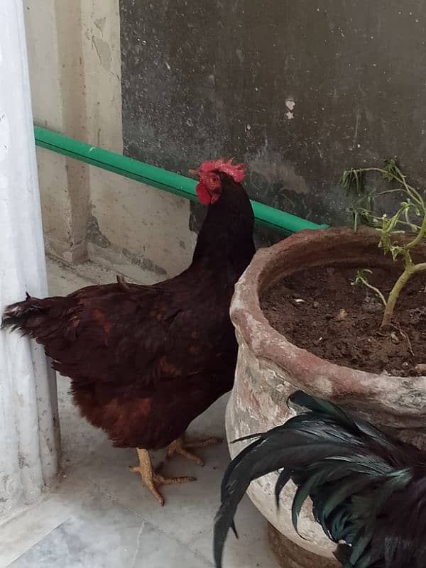 Rhode island red 0