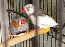 Pied and Common Zebra Finch Breeder pairs for sale