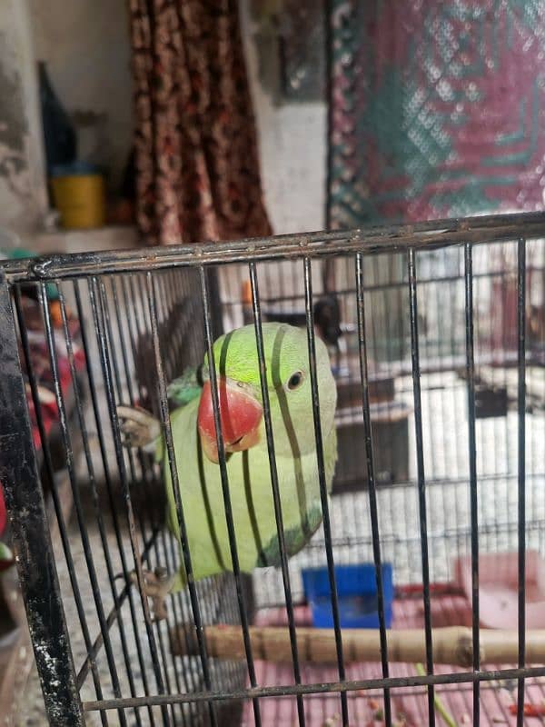 raw parrot or cage 1