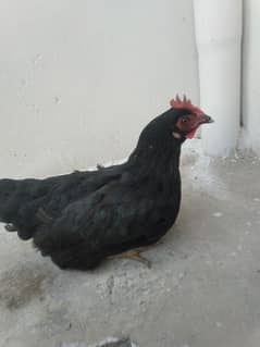 ayam