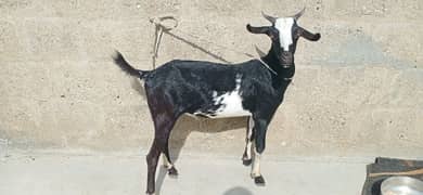 bakra 9 months khassi