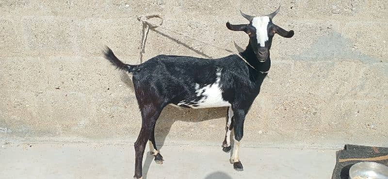 bakra 9 months khassi 0