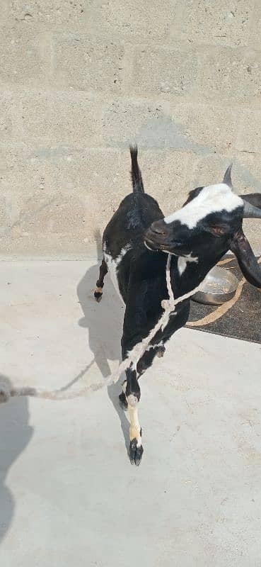 bakra 9 months khassi 2