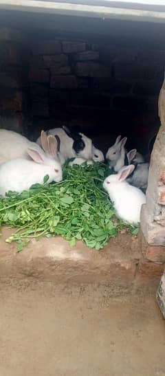 rabbits red eye for sale