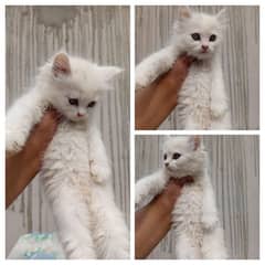 persian cats and kittens for sale wtsapp (0307/710/92/69)