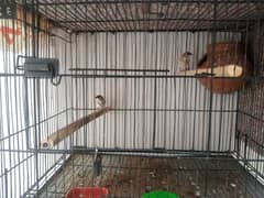 Bangalese finch Breeder pair