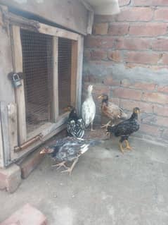 High Quality Aseel Chicks Mianwali