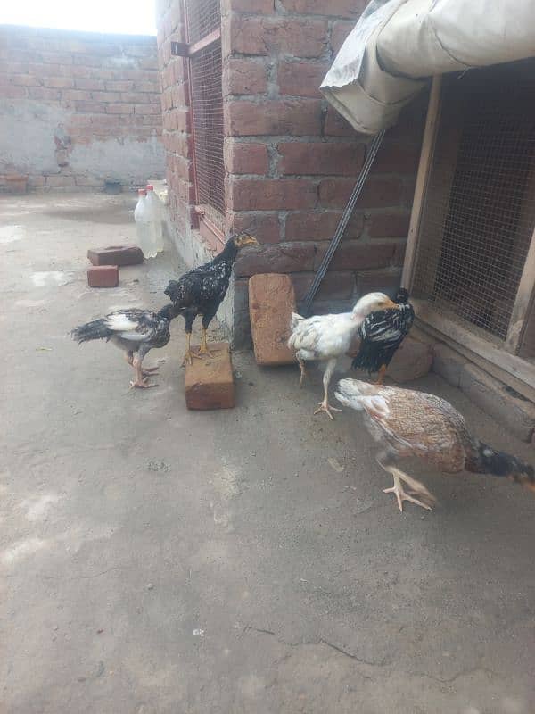 High Quality Aseel Chicks Mianwali 2