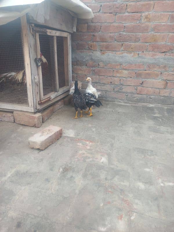 High Quality Aseel Chicks Mianwali 3