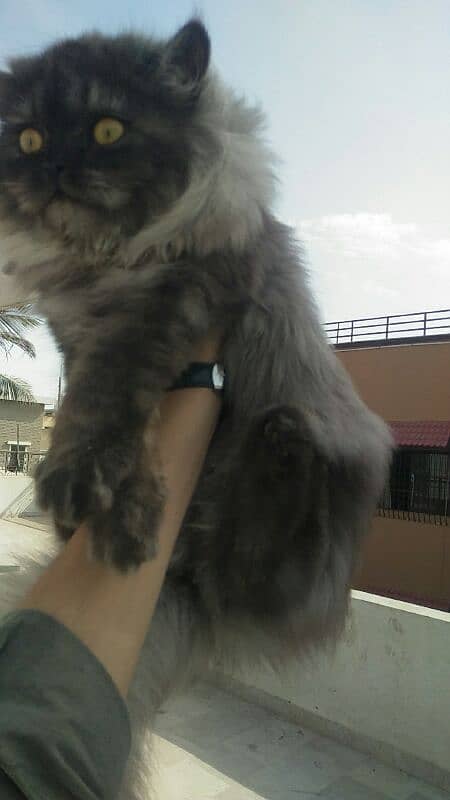 pure persian cat 3