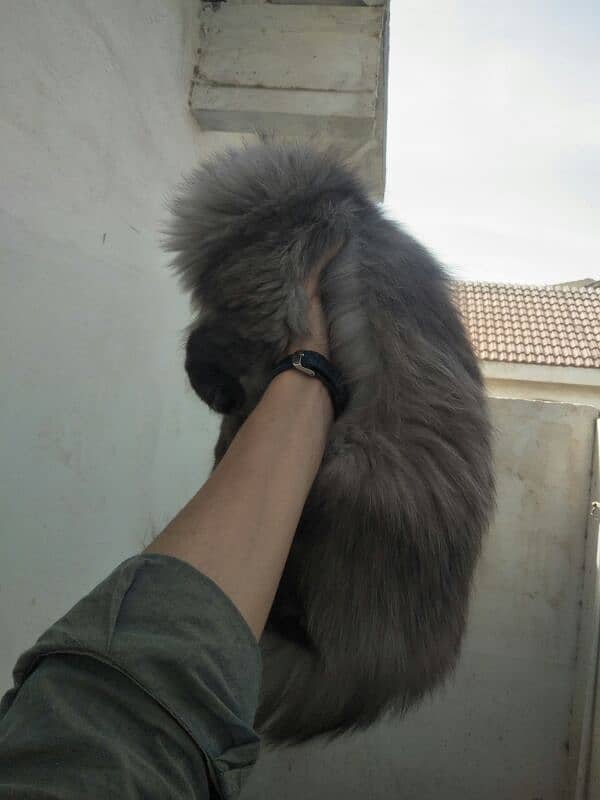 pure persian cat 10