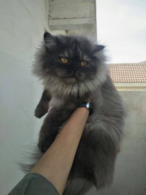 pure persian cat 11