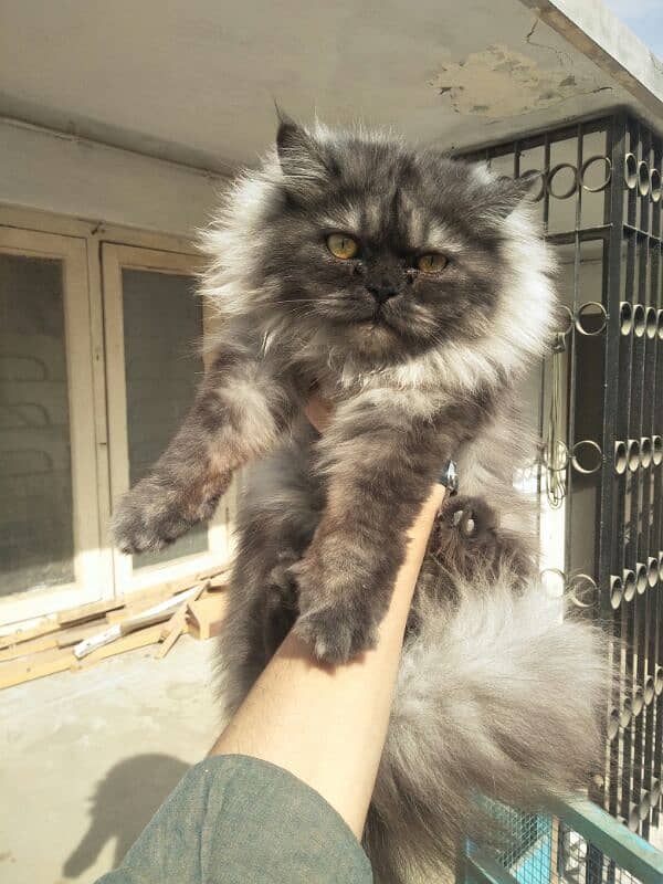 pure persian cat 12