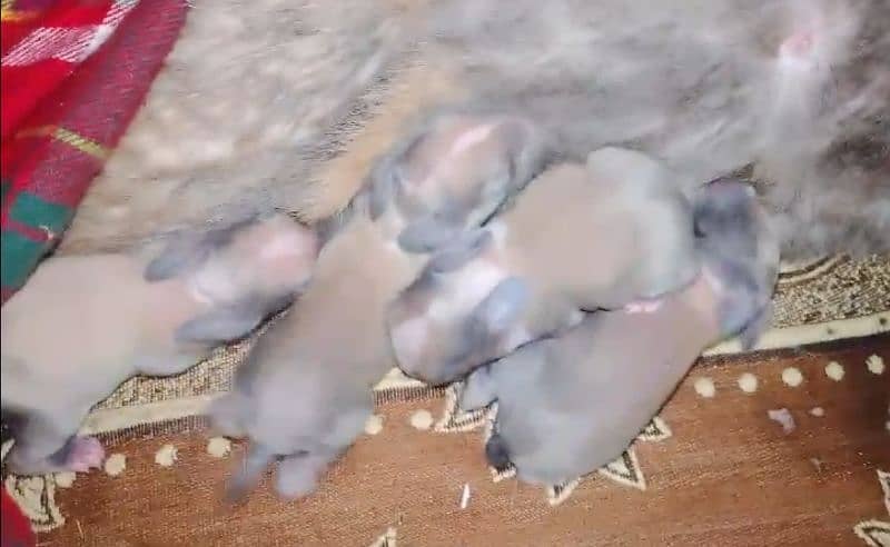 cross flemish rabbit with 4 bunnies 0