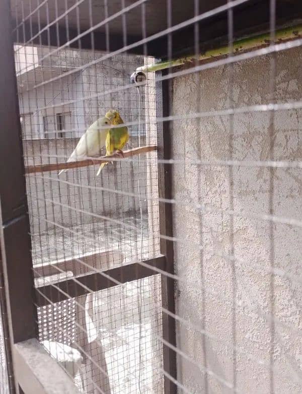 Australian parrot 0