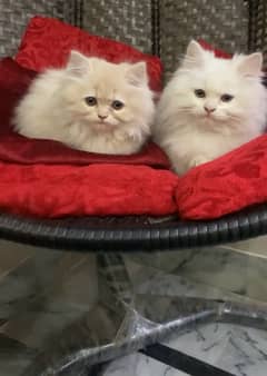 Male Female persian cat