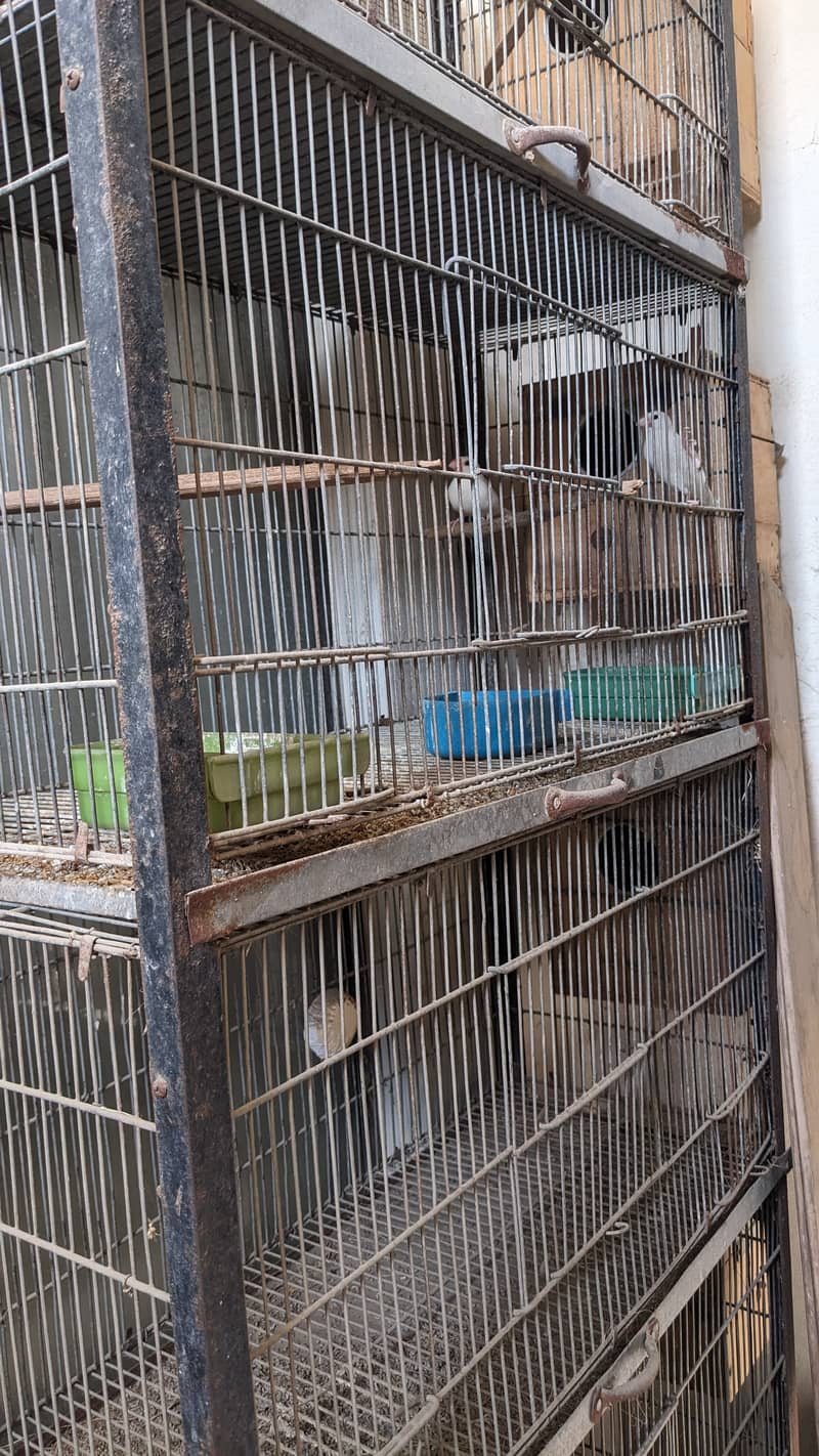 Birds Breeding Cage 2