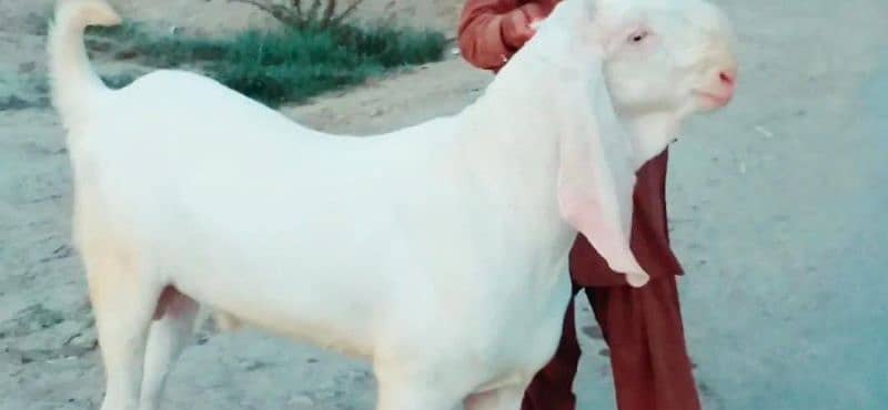 Rajanpuri Bakra Urgent For Sale (CALL "03274139425) 0