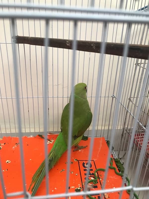 health and activr tame male ring nck parrot for sale 0