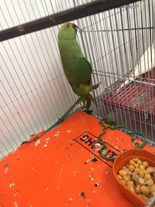 health and activr tame male ring nck parrot for sale 1