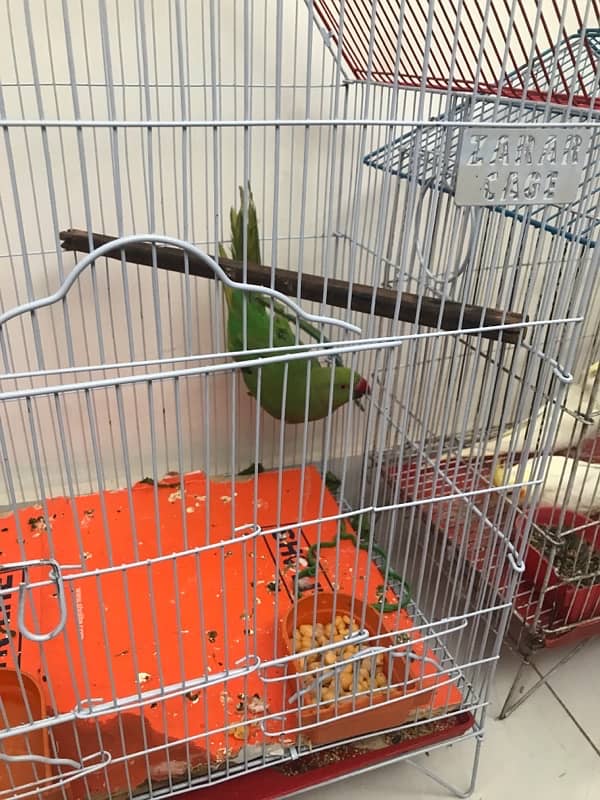 health and activr tame male ring nck parrot for sale 2