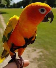 sun conure parrot high red factor tamed talking