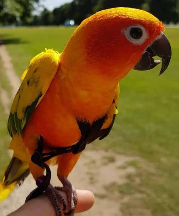 sun conure parrot high red factor tamed talking 0