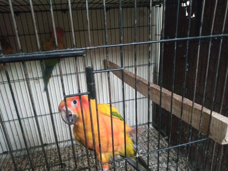 Urgent sale sun conure red factor only serious buyer contact plz 2