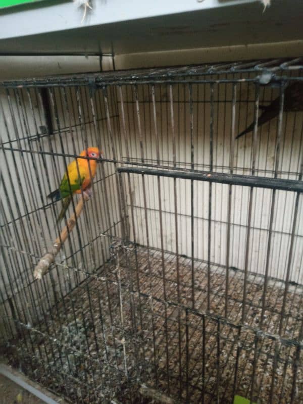 Urgent sale sun conure red factor only serious buyer contact plz 3