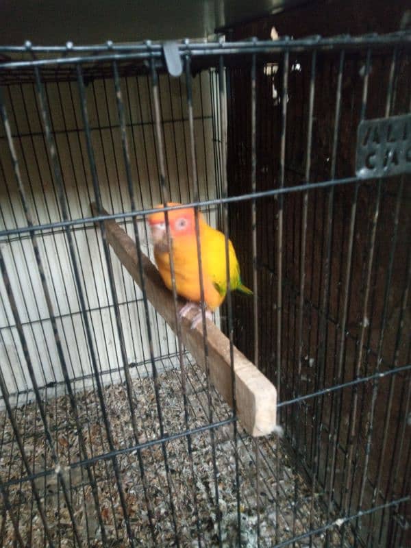 Urgent sale sun conure red factor only serious buyer contact plz 1