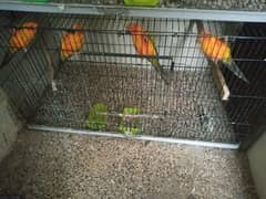 Urgent sale sun conure red factor only serious buyer contact plz