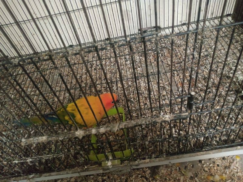 Urgent sale sun conure red factor only serious buyer contact plz 4