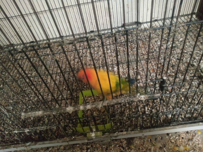 Urgent sale sun conure red factor only serious buyer contact plz 5