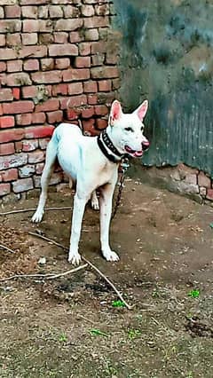 kohati gulteir dog