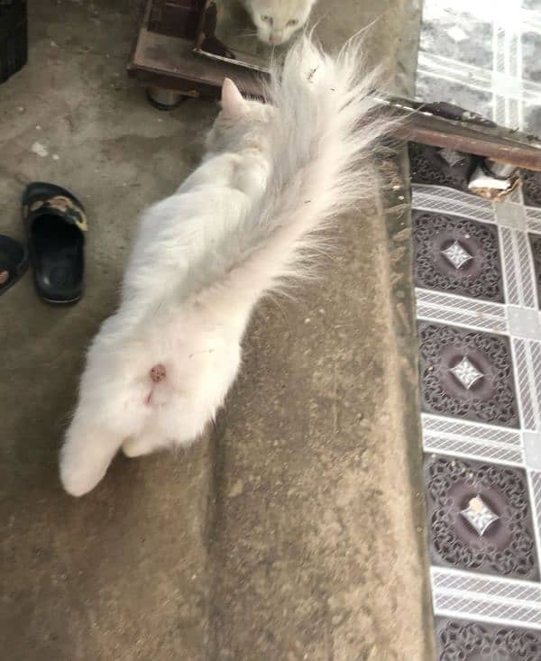 cat for sale 0