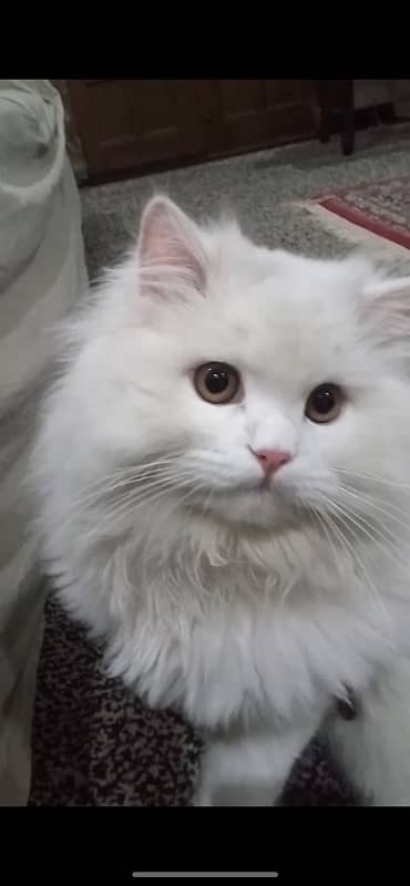 White Persian Cat | Male | Triple coated 0