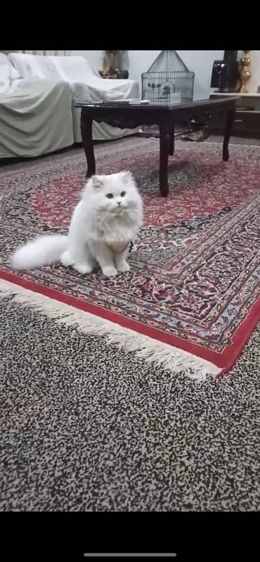 White Persian Cat | Male | Triple coated 1