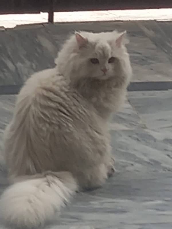 White Persian Cat | Male | Triple coated 2